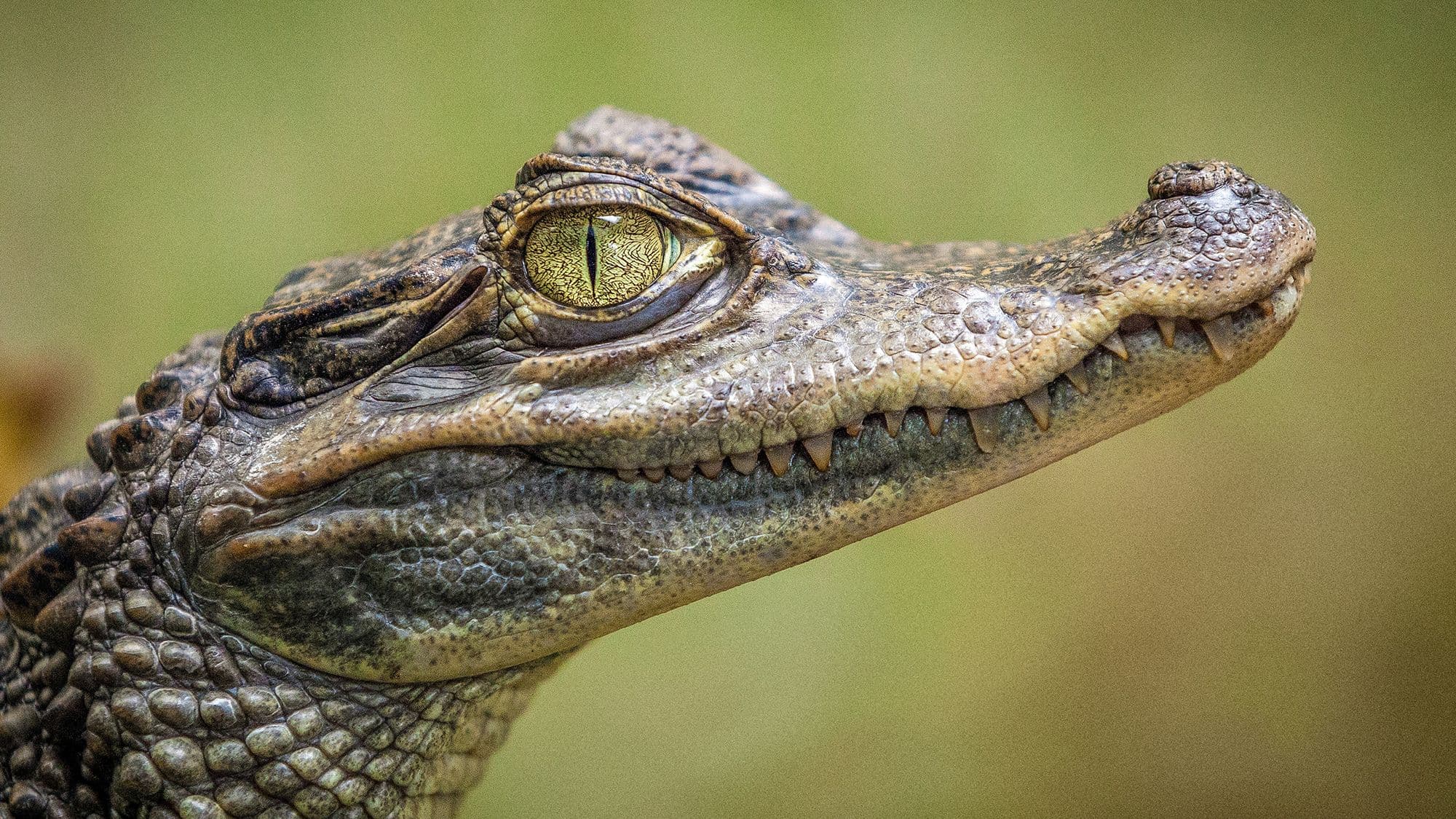 Singapore man charged for AI-generated crocodile image, faces 10 years in jail