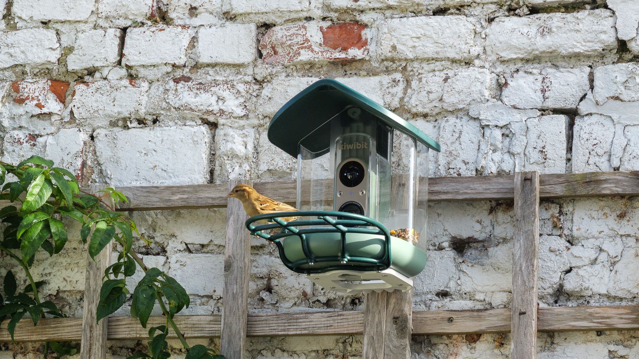 This 4K bird feeder camera nails focus, but its video frame rates let it down