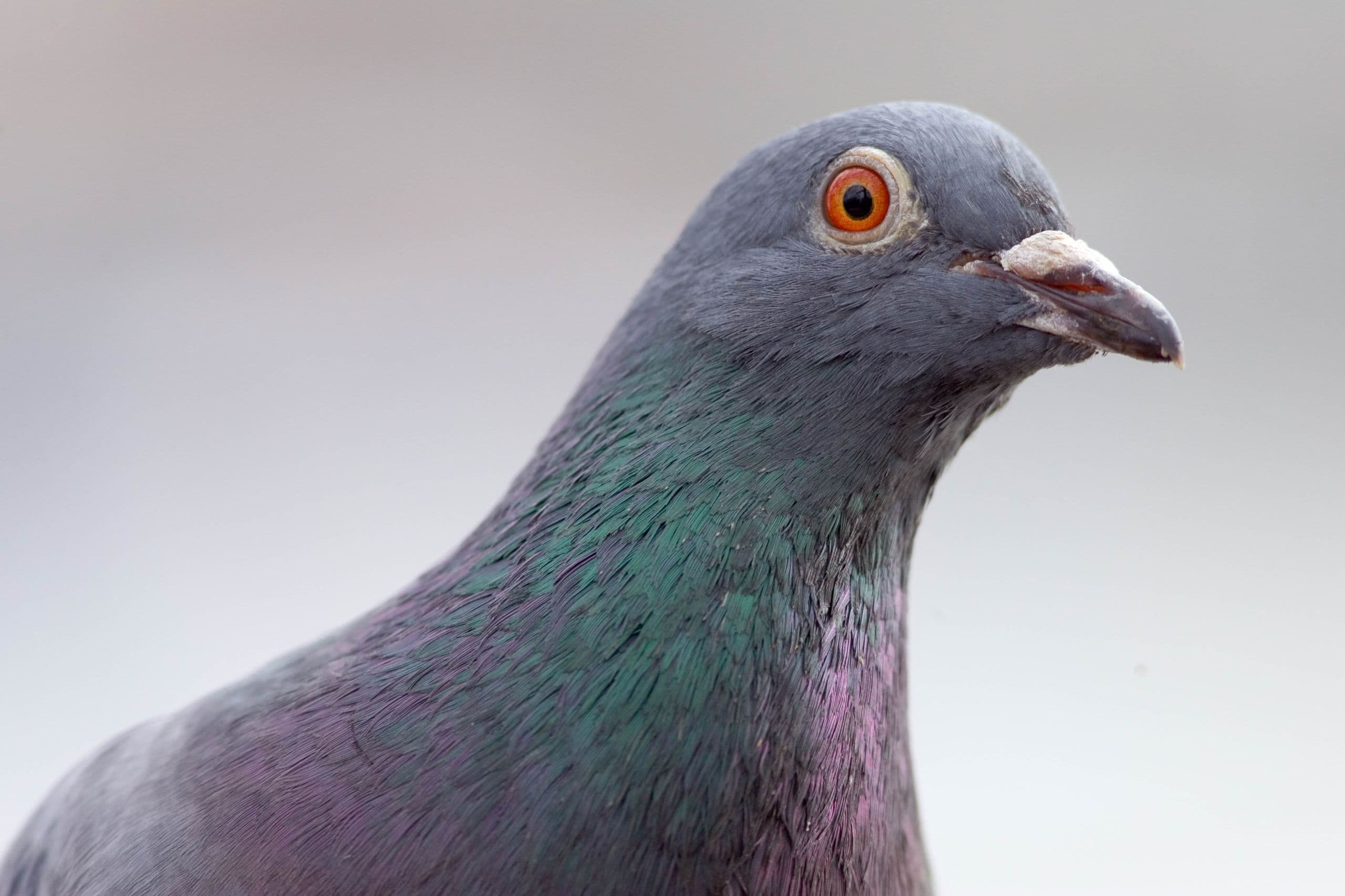 Pigeon-carried data packet from 2001 internet experiment sells for $24,600
