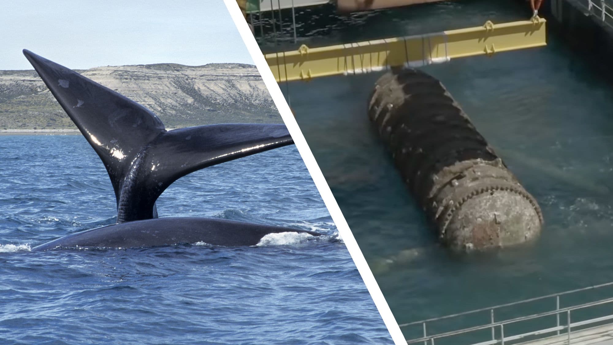DeepGreen Holdings proposes underwater AI data centers off Maine and Alaska, risking whale habitats