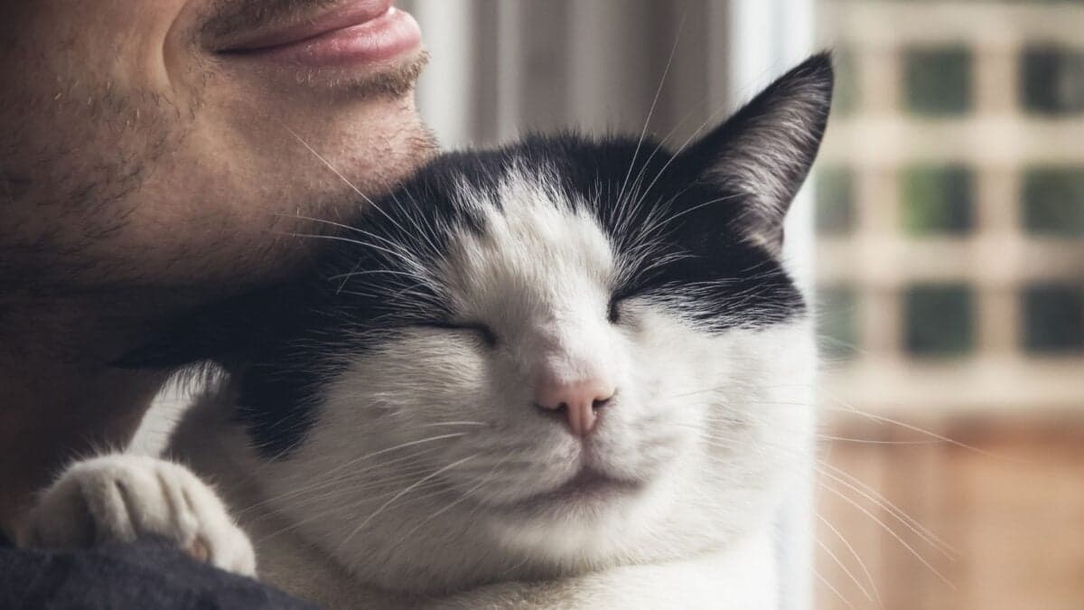 One in 15 Cats Are Carrying a Diarrhea-Causing Parasite, Study Shows