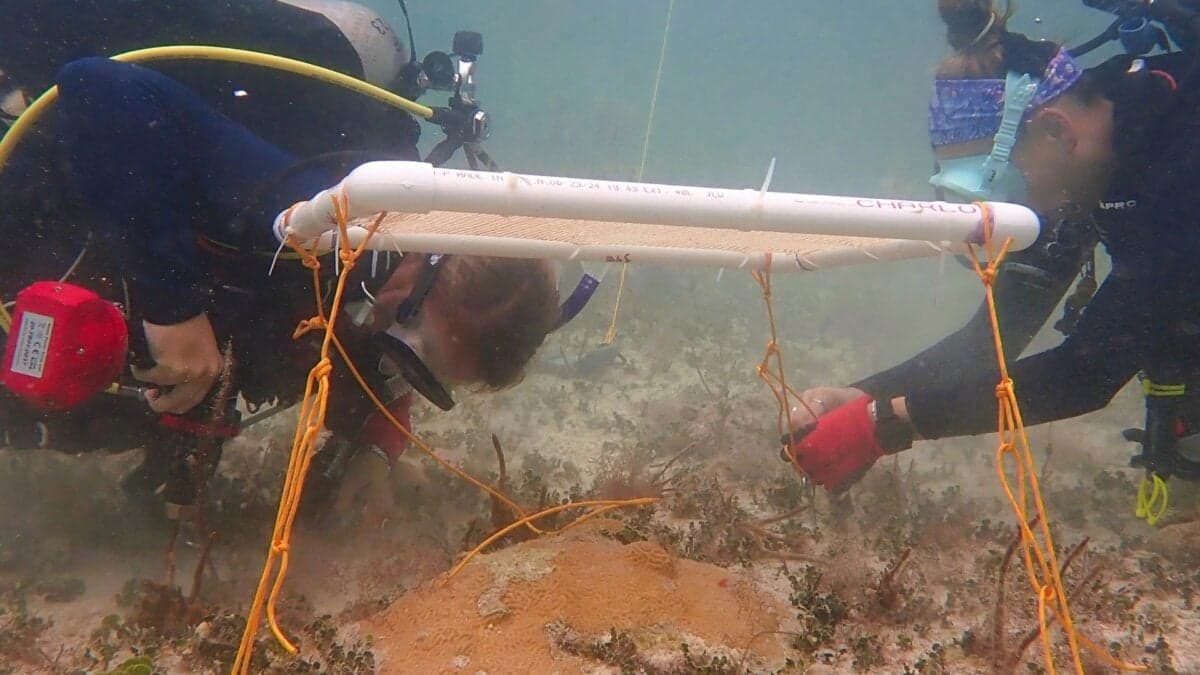 Underwater umbrellas reduce coral bleaching in Caribbean study