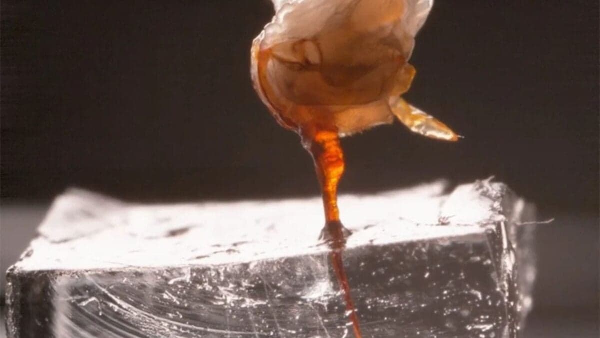 Watch a Bee’s Stinger Keep Pumping Venom After the Bee Is Gone