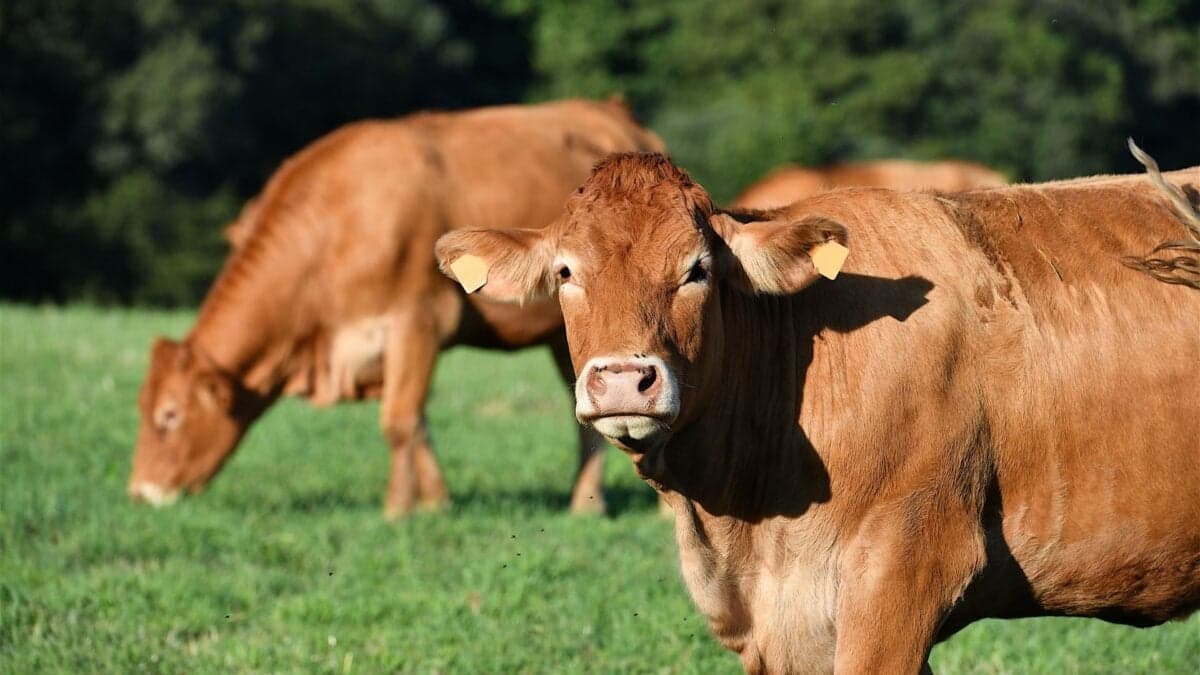 First human death from Shamonda virus reported in France