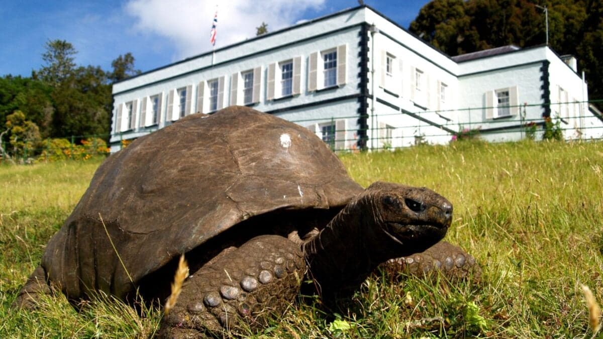 Jonathan the Tortoise Has Survived 2 Centuries and a Fake Death. Now Scientists Are Unraveling His Anti-Aging Secrets
