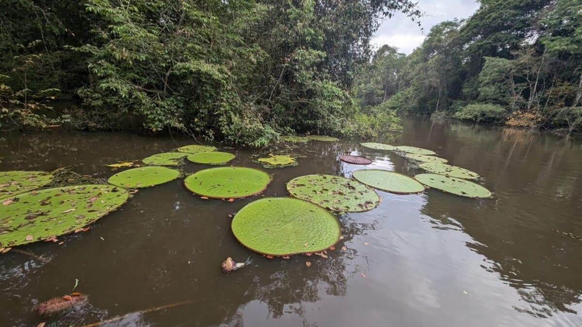 Someone Posted an Instagram Selfie. Scientists Spotted a Giant New Species in the Background