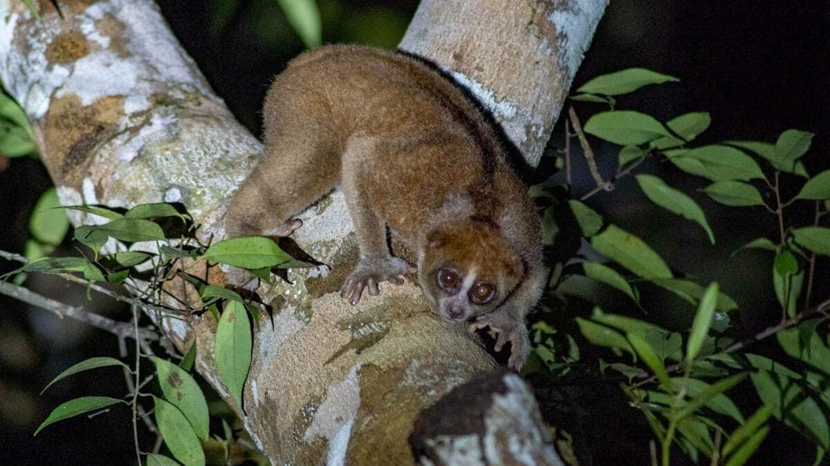 Bangka slow loris rediscovered after 89 years through wildlife rescues in Indonesia