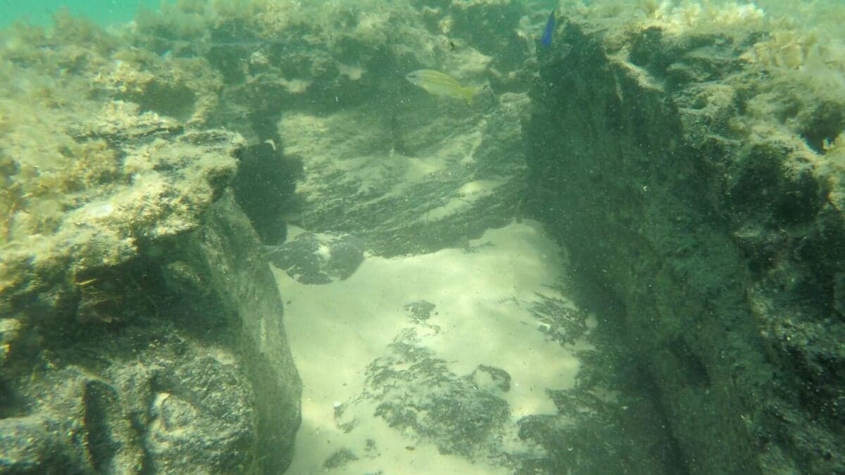 Thousands of Years Ago, This Seafloor Was a Forest. Now It’s Something Else Entirely