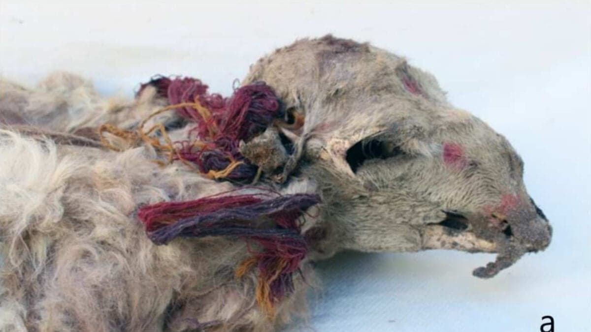 Inca sacrificial rituals involved decorated llamas and coca, study finds