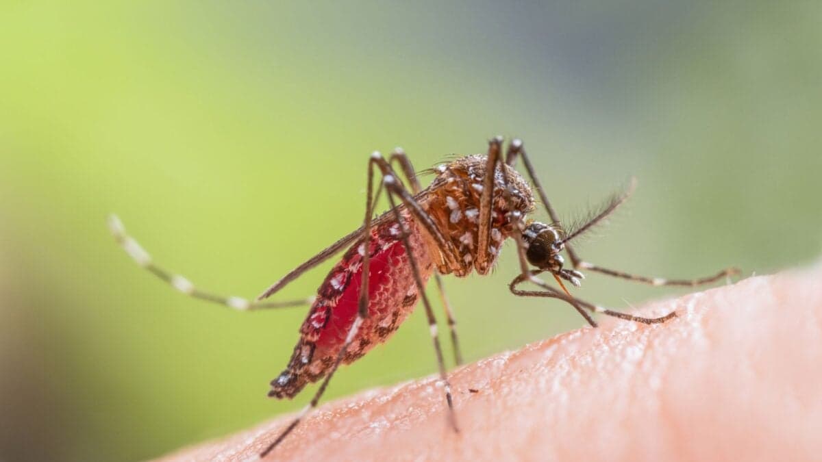 A ‘Wildly Unusual’ Outbreak of Dengue is Hitting Florida Hard As Several Counties Declare State of Emergency