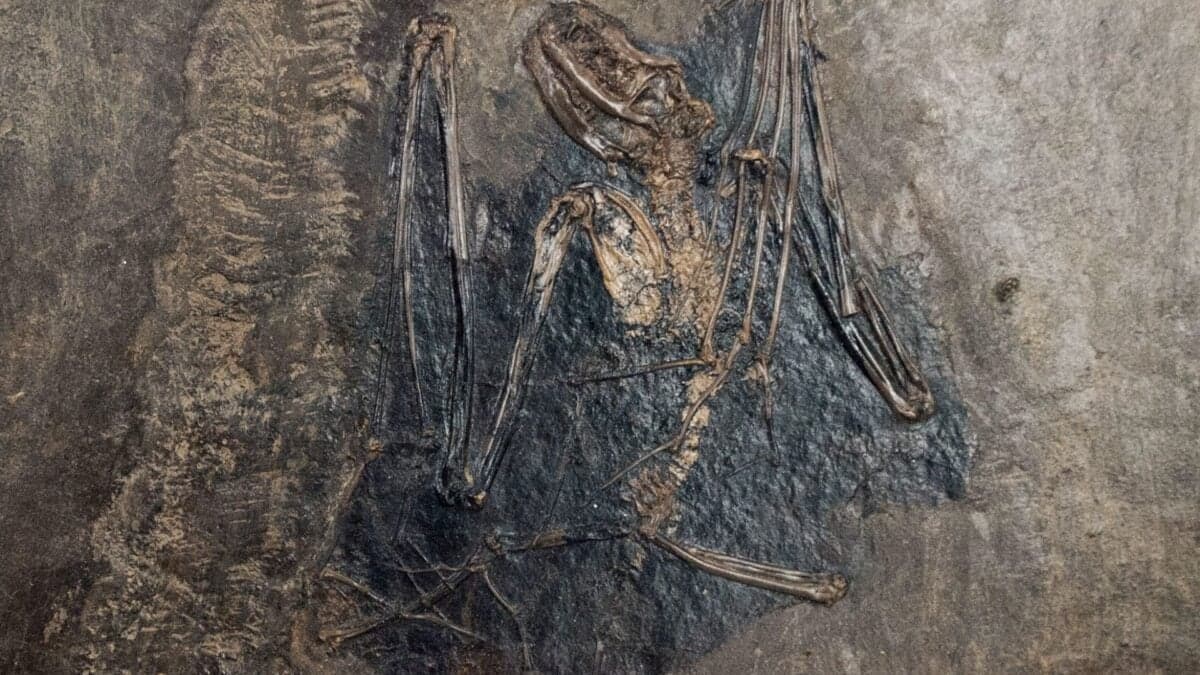 We Finally Know Where Bats Came From—and Dracula Would Approve