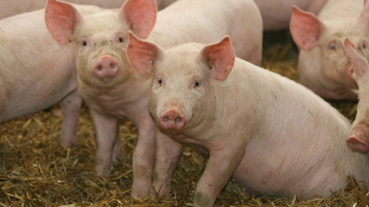 Scientists Just Revived Pig Kidneys Frozen for a Year. It Could Rewrite the Future of Organ Transplants