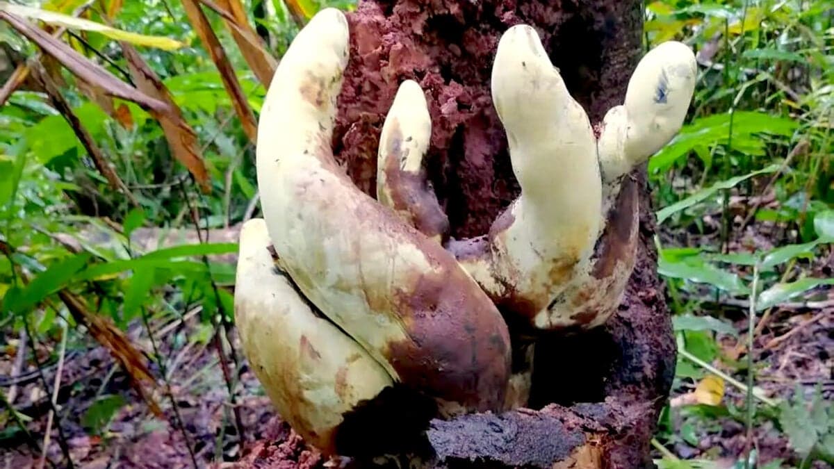 Meet ‘D. Rex,’ the Monster Fungus Born in the Wake of the Dinosaur Apocalypse