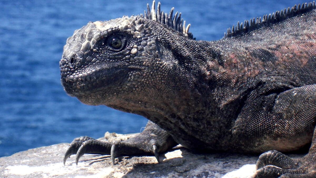 Scientists Fear Super El Niño and a ‘Strange Uptick’ in Trafficking Could Decimate Galápagos Iguana Populations
