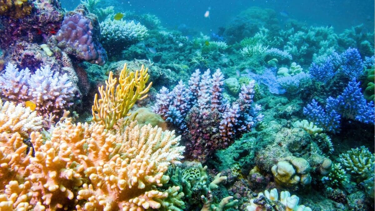 96% of coral reefs face collapse within 50 years, IUCN reports