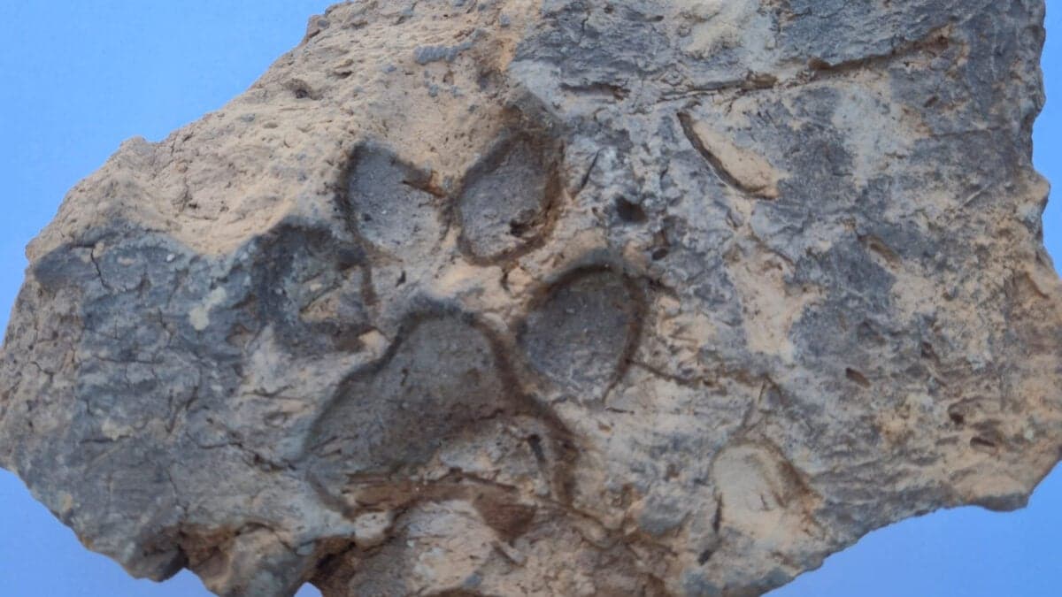 4,000-year-old dog paw prints found on Bronze Age mudbrick in Türkiye