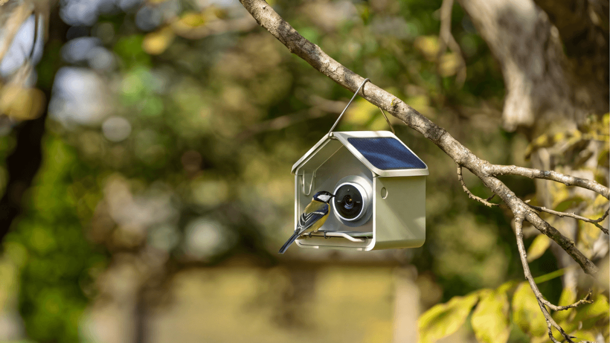 Birdbuddy smart bird feeder launch: Price, specs, and availability