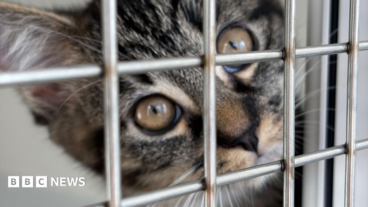 Coventry RSPCA shelter at capacity as pet abandonments rise amid cost pressures