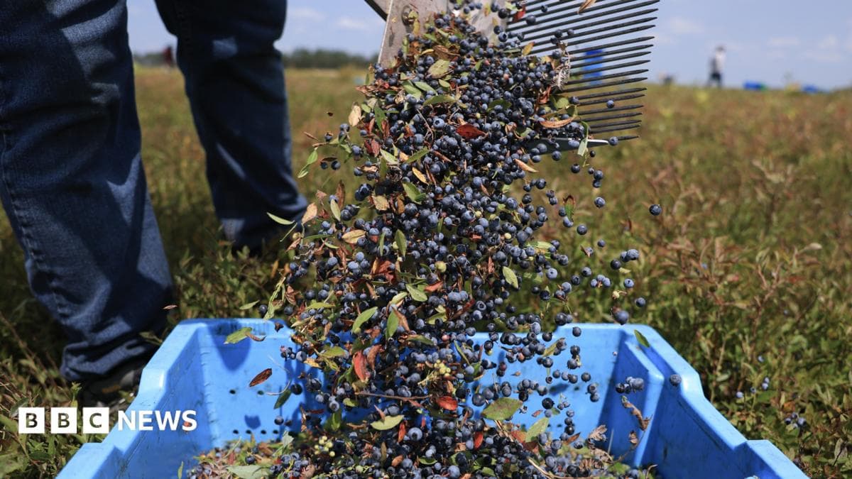 AI tools aim to predict optimal harvest dates for fruit farmers