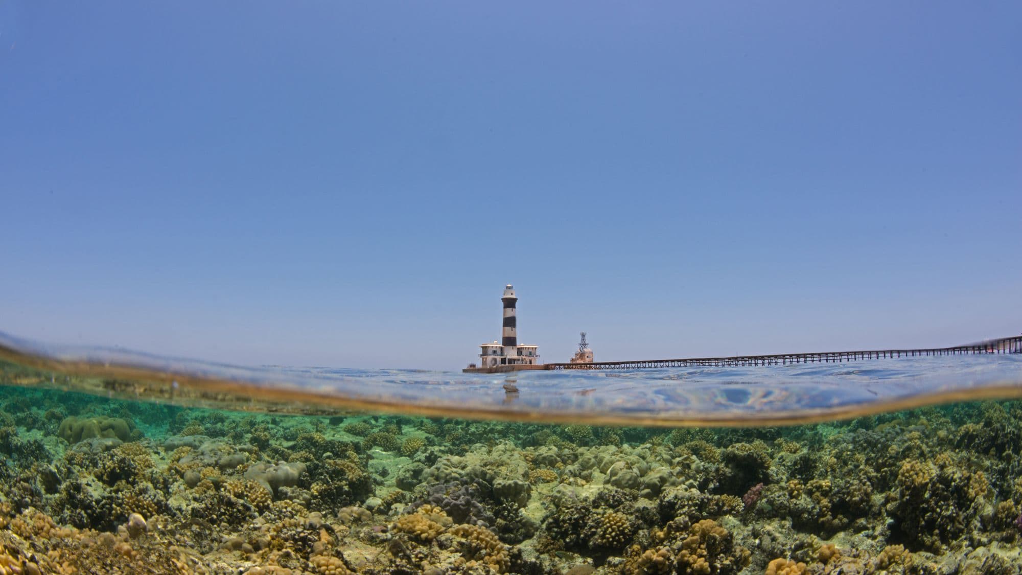 Egypt’s Climate-Resilient ‘Super Corals’ Are Starting to Feel the Heat