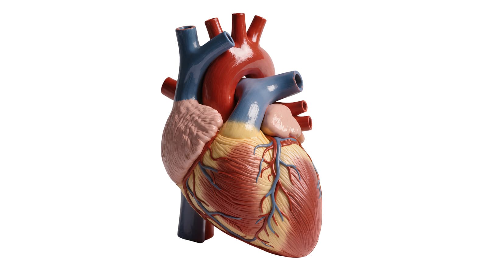 FDA approves first expandable artificial heart valve for pediatric patients