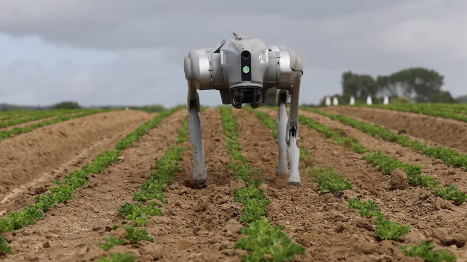 Robotic Dogs Are Helping Farmers Monitor Crops and Detect Diseases
